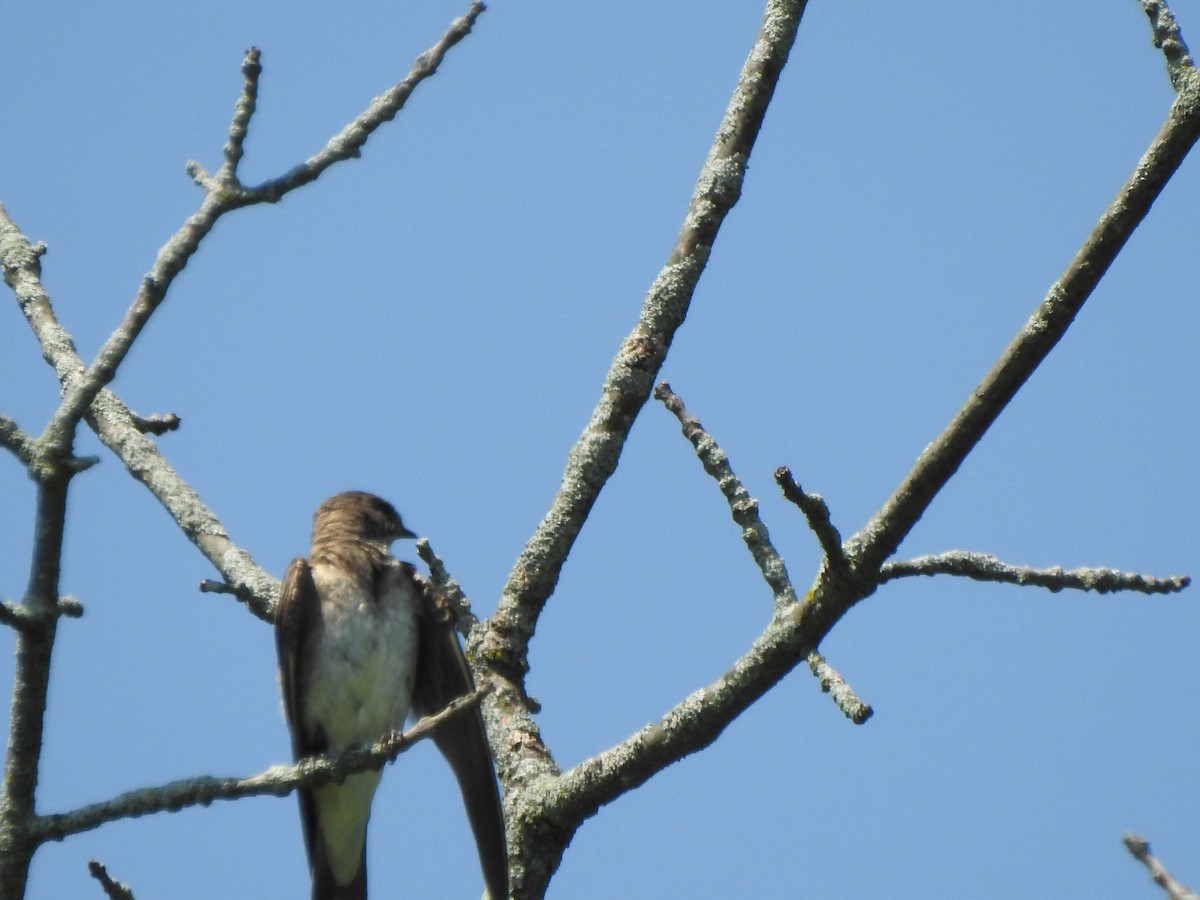 Northern Rough-winged Swallow - ML592940951