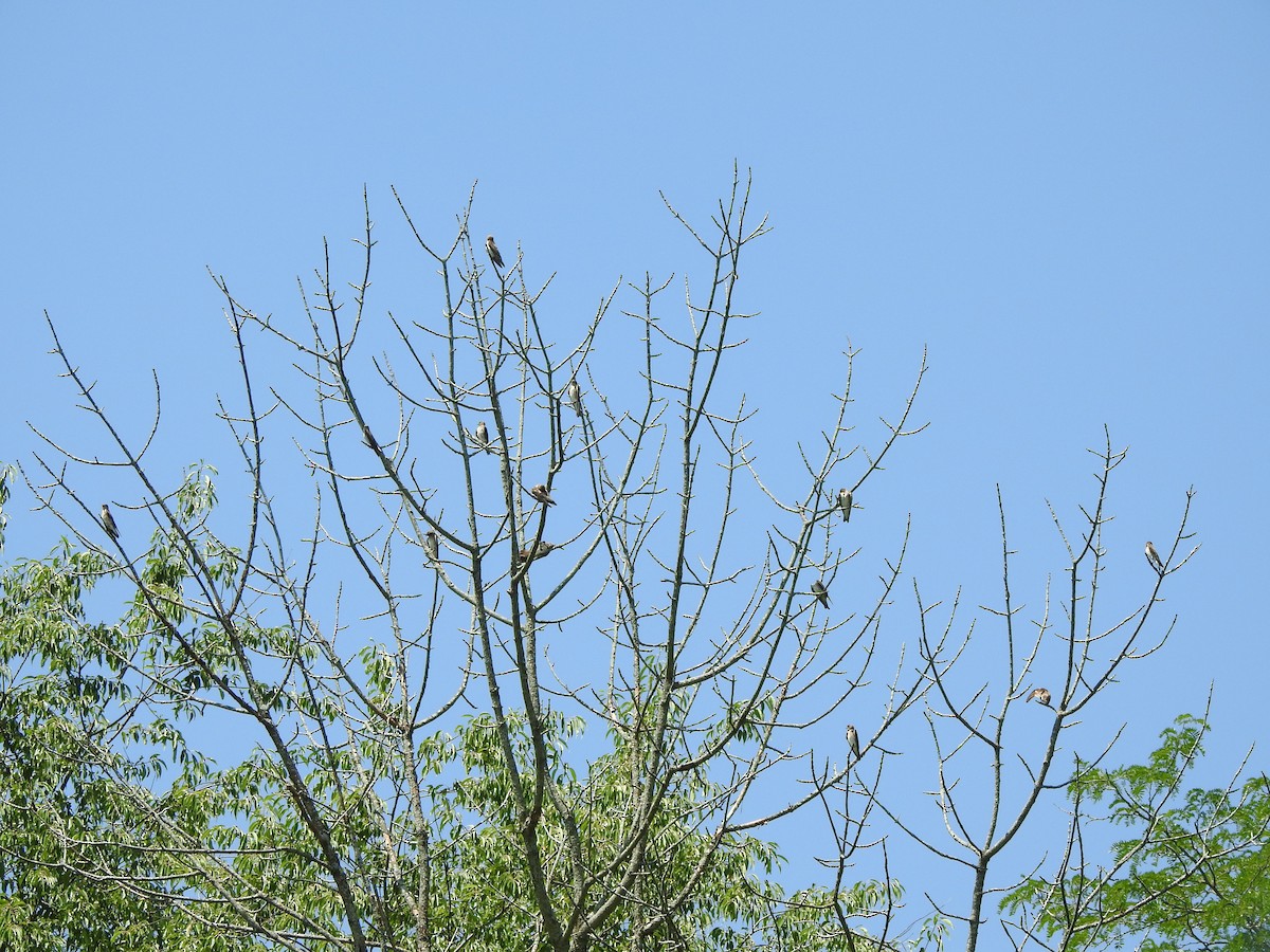 Northern Rough-winged Swallow - ML592940961