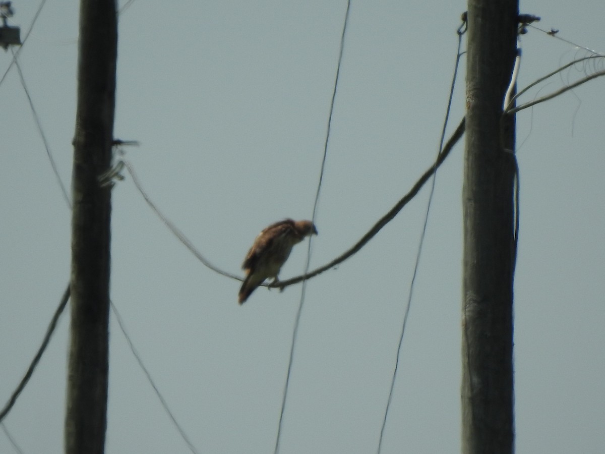 Red-tailed Hawk - ML592941071