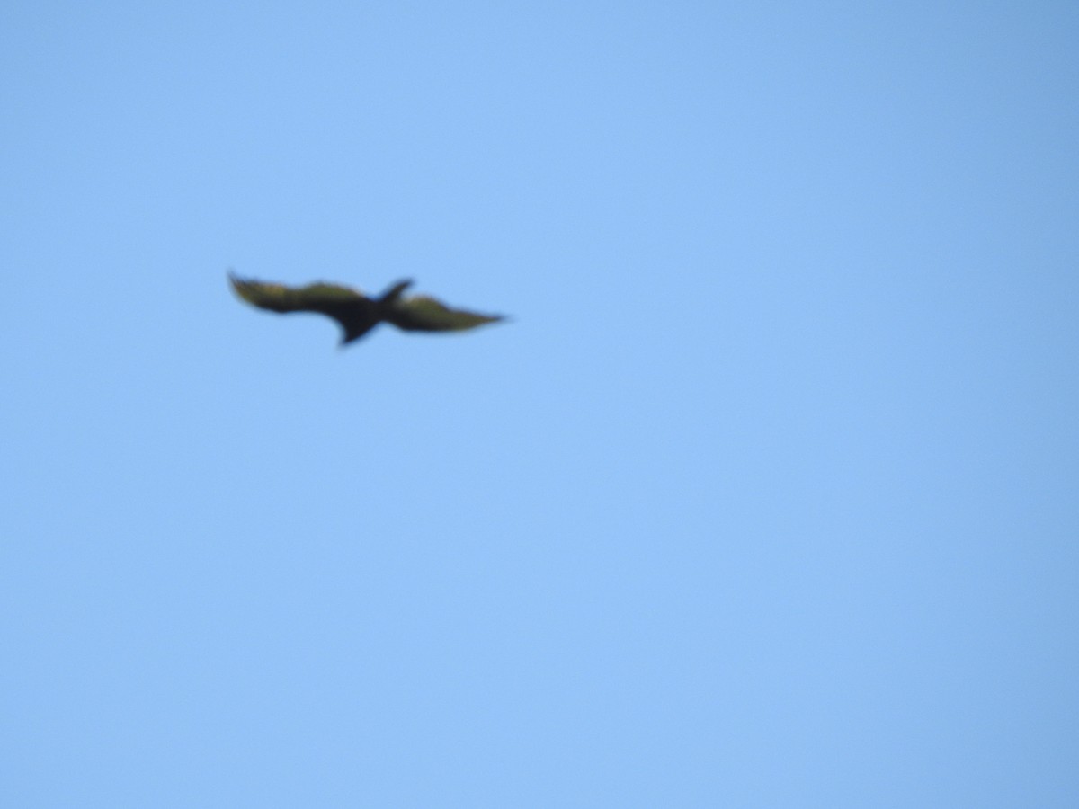 Turkey Vulture - ML592941191