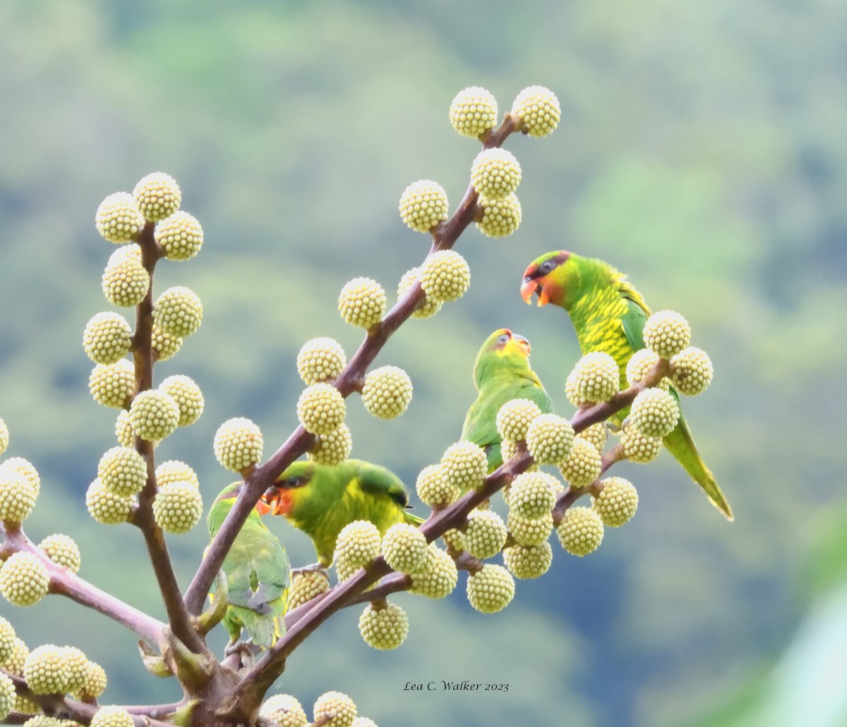 Mindanao Lorikeet - ML592941641