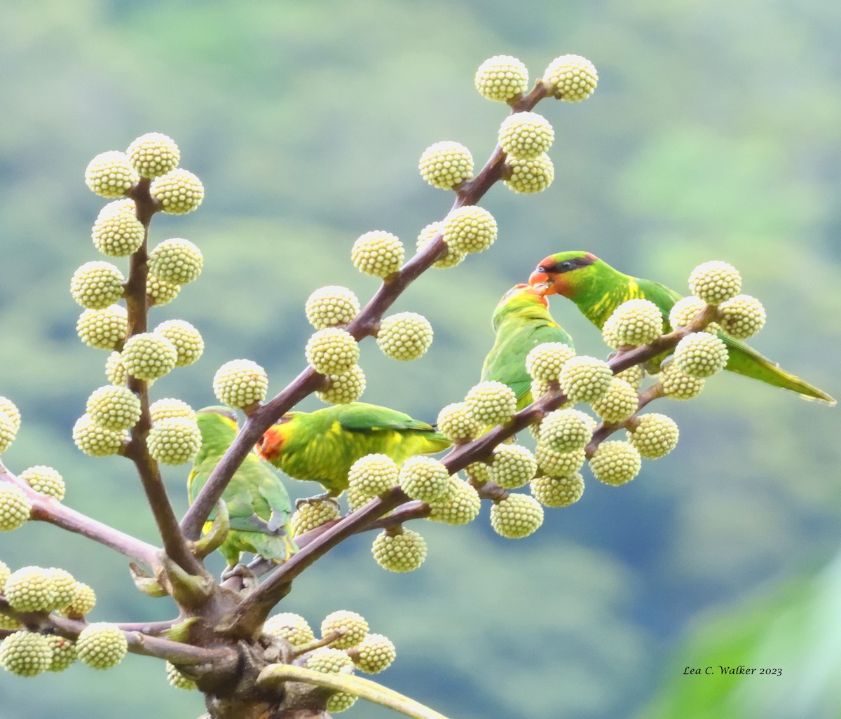 Mindanao Lorikeet - ML592941791