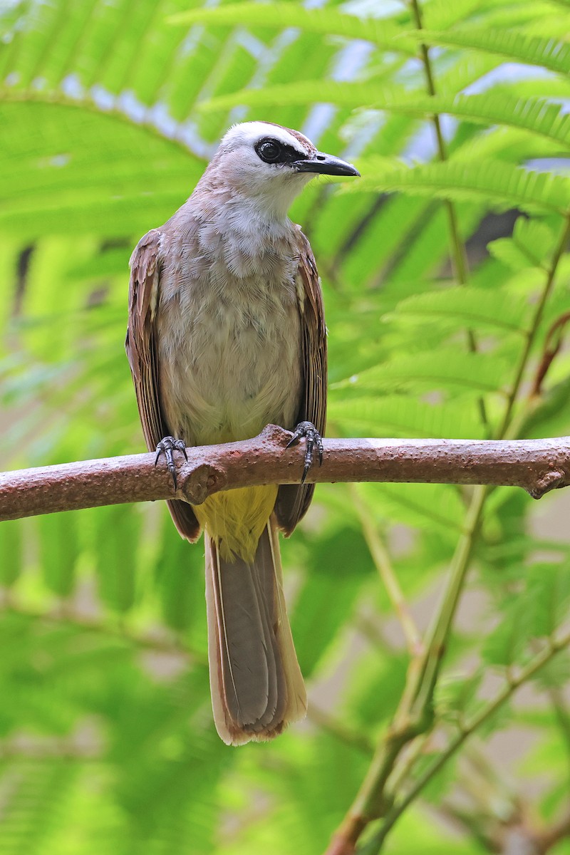 Yellow-vented Bulbul - ML592941801