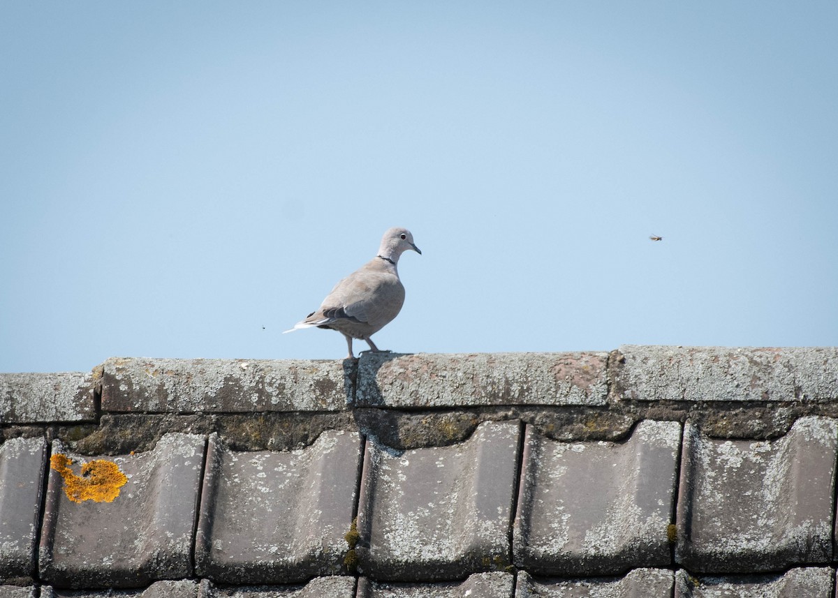 Eurasian Collared-Dove - ML592942621