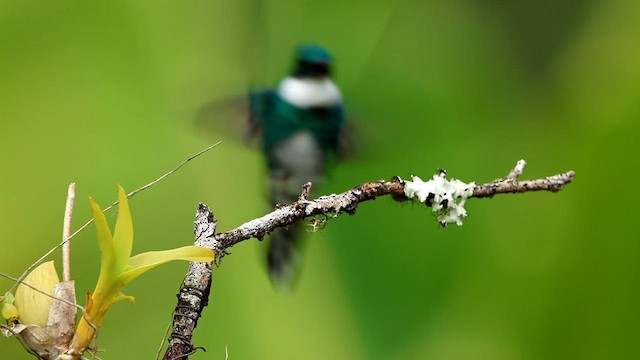 Colibri à gorge blanche - ML592942741