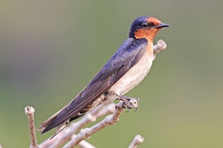 リュウキュウツバメ - eBird
