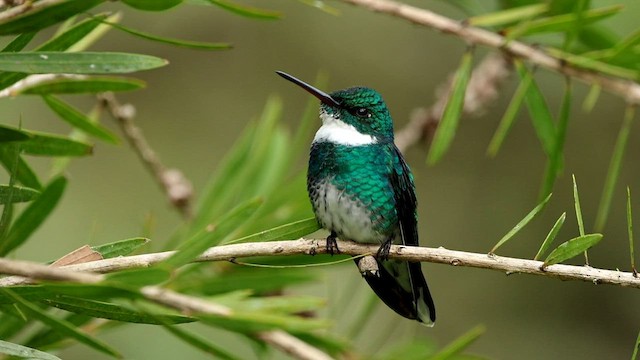 White-throated Hummingbird - ML592942891