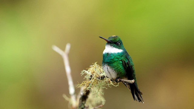 White-throated Hummingbird - ML592943161