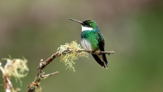 Colibri à gorge blanche - ML592943251