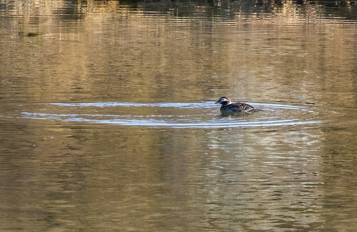 Long-tailed Duck - ML592943341