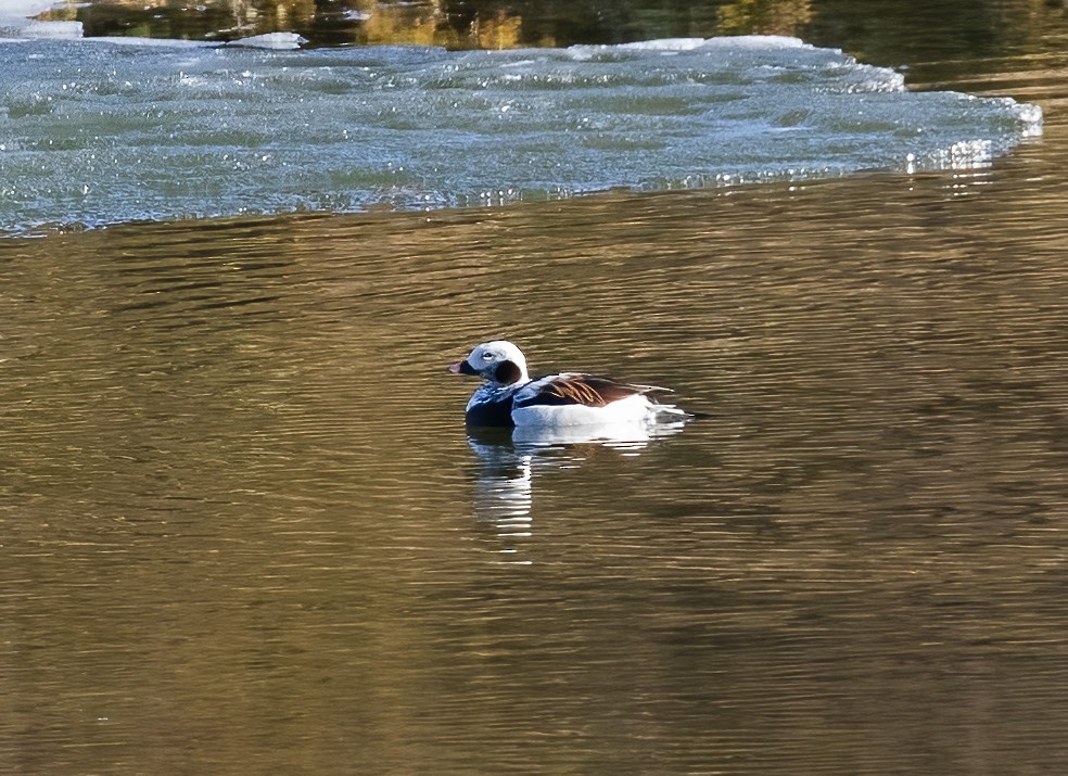 Long-tailed Duck - ML592943351