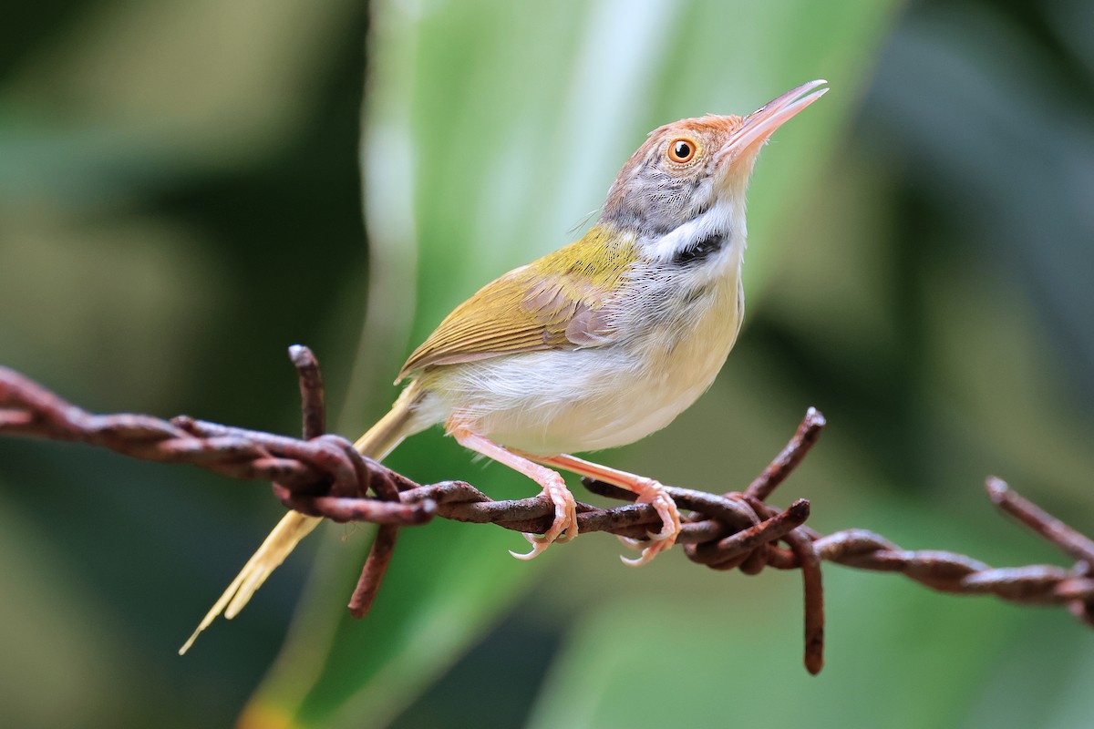 Common Tailorbird - Nathan Wall