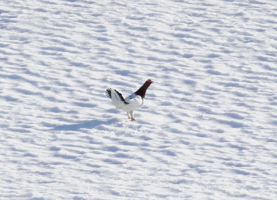 Willow Ptarmigan - ML592943461