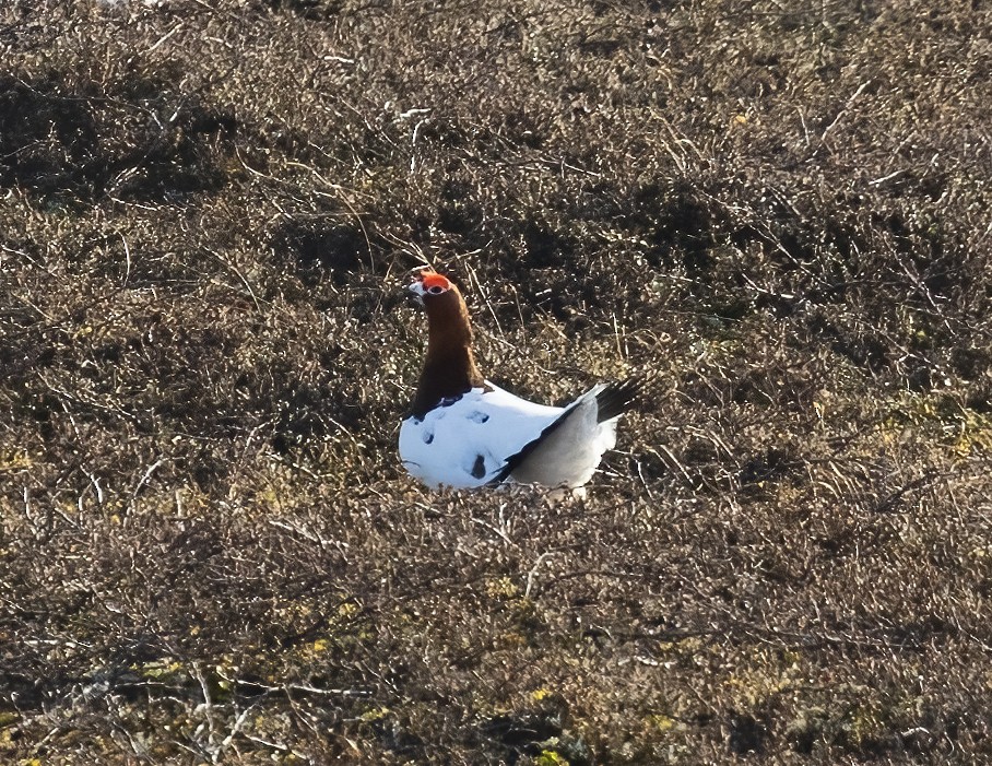 Willow Ptarmigan - ML592943481