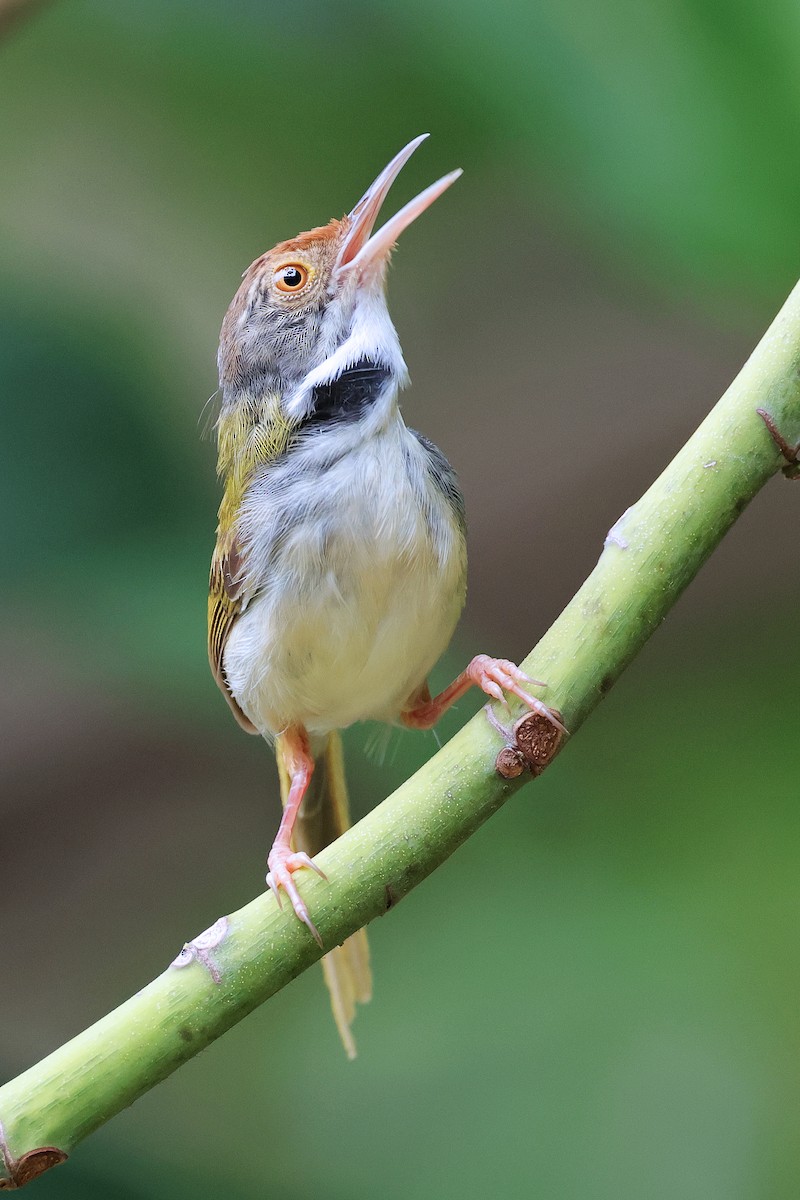 Common Tailorbird - ML592943541