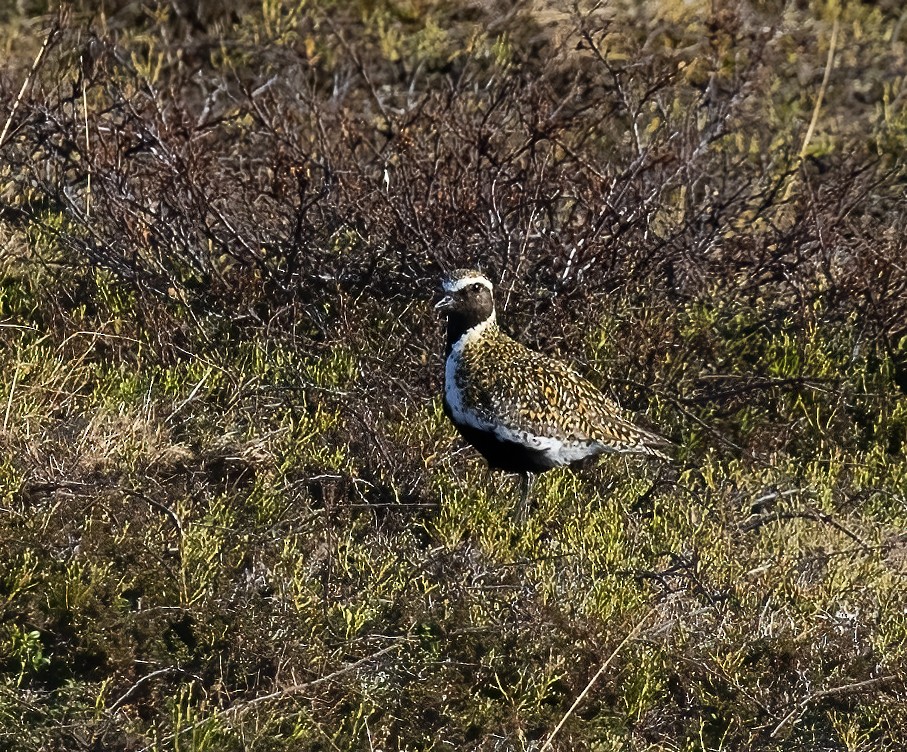 European Golden-Plover - ML592943601