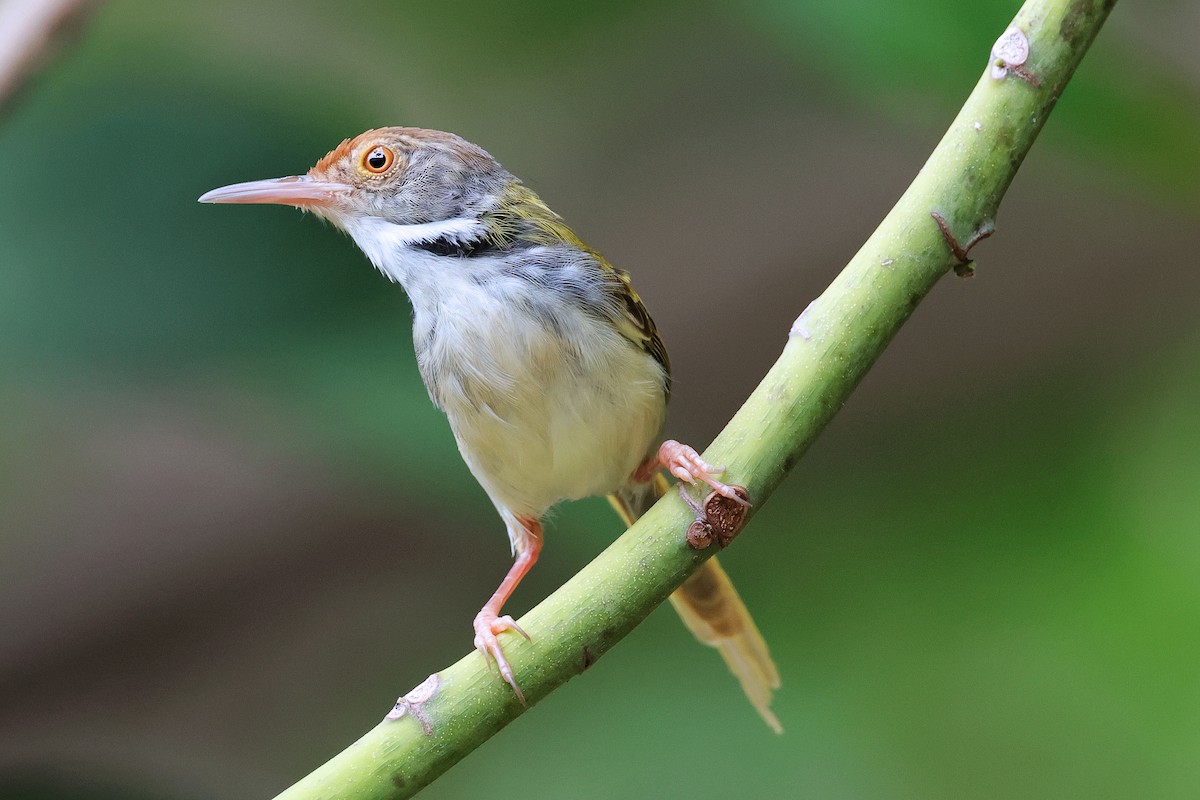 Common Tailorbird - ML592943651