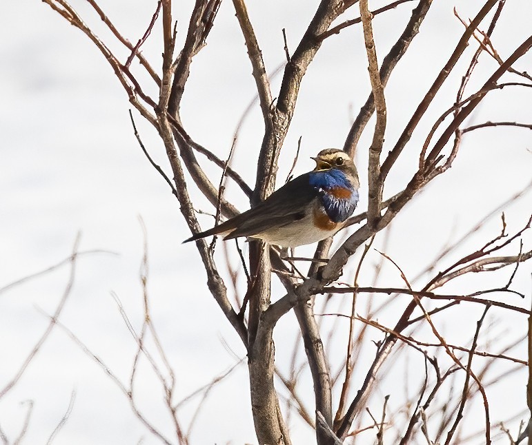 Bluethroat - ML592943681