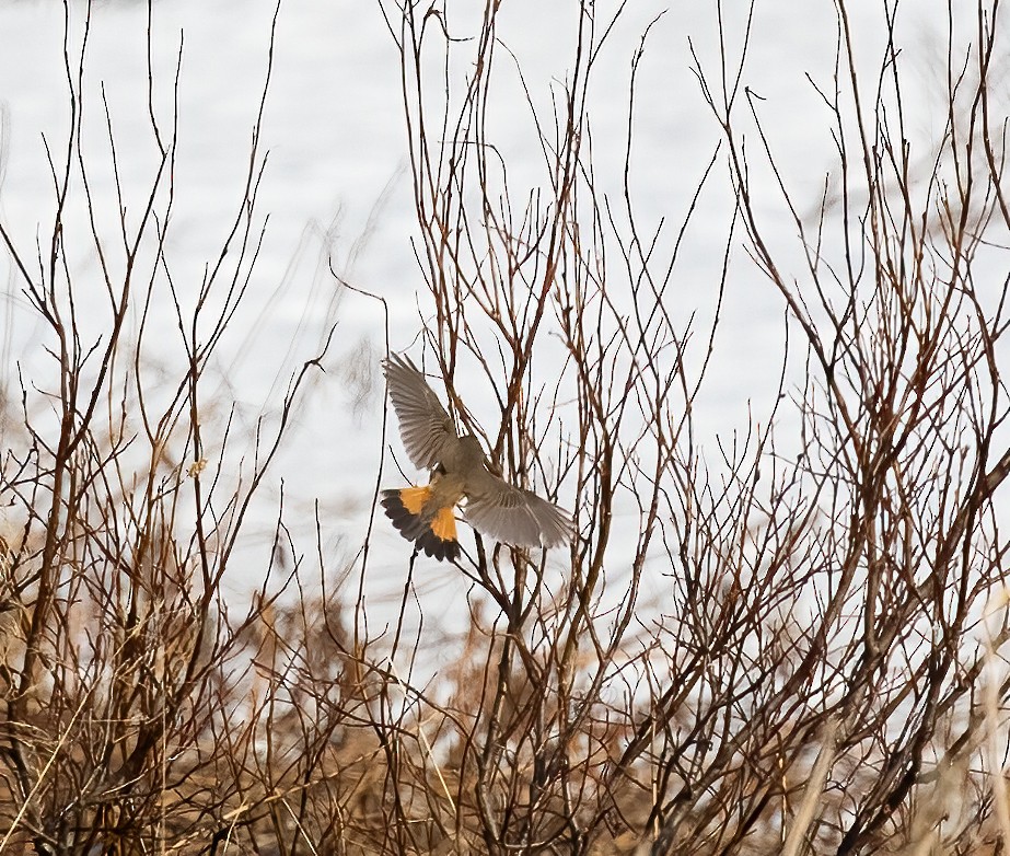 Bluethroat - ML592943691