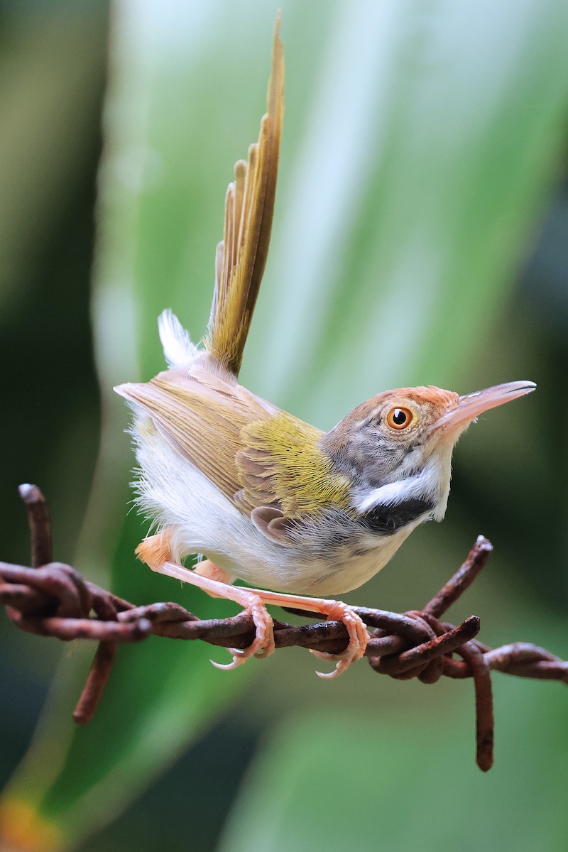 Common Tailorbird - Nathan Wall