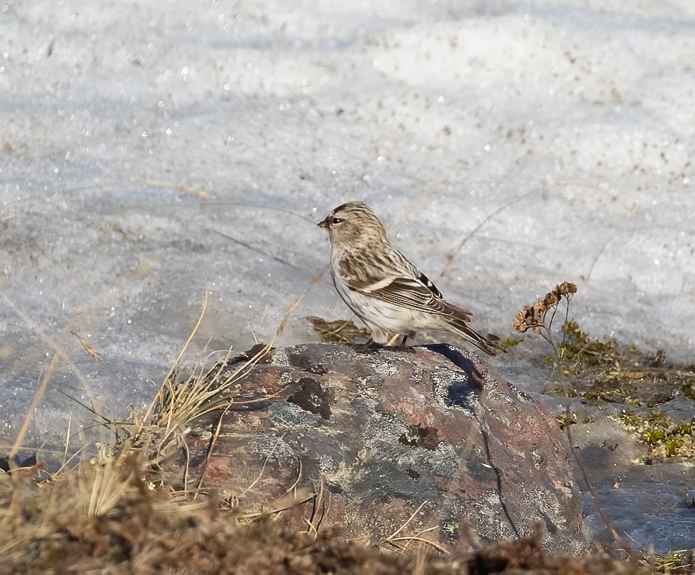 Hoary Redpoll - ML592943781