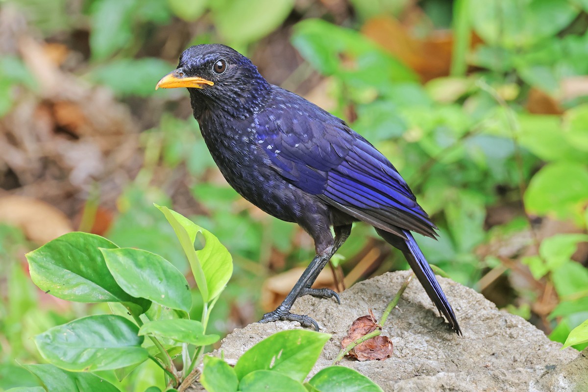 Blue Whistling-Thrush - Nathan Wall