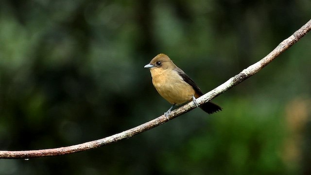 Black-goggled Tanager - ML592944341