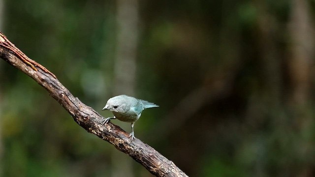 Sayaca Tanager - ML592944971