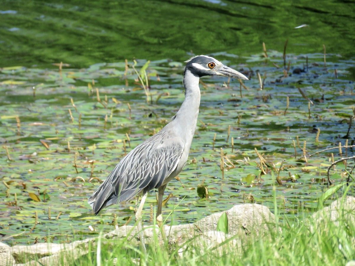 Yellow-crowned Night Heron - ML592945171