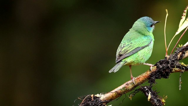 ヒワミツドリ - ML592945231