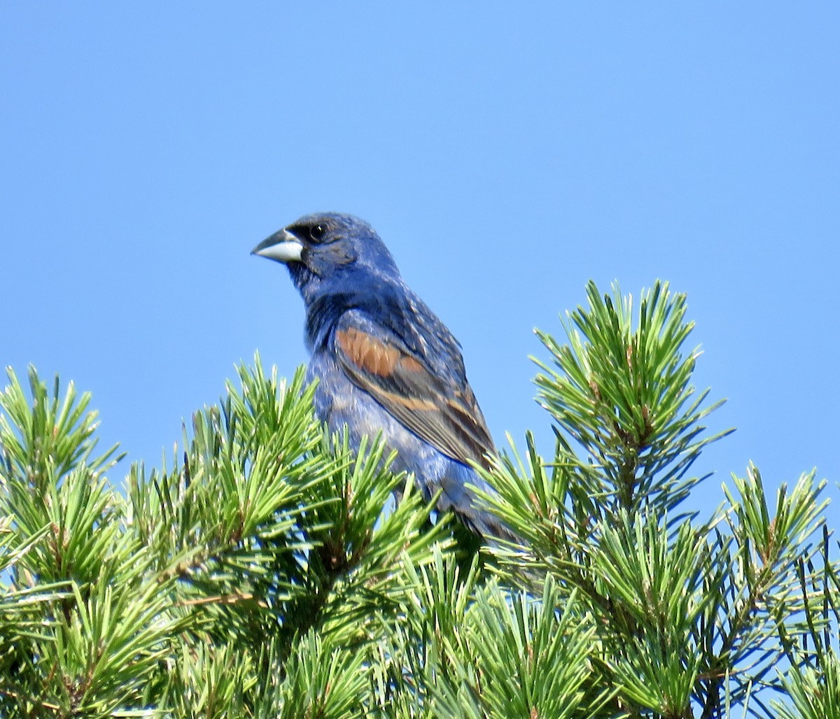 Blue Grosbeak - ML592945331