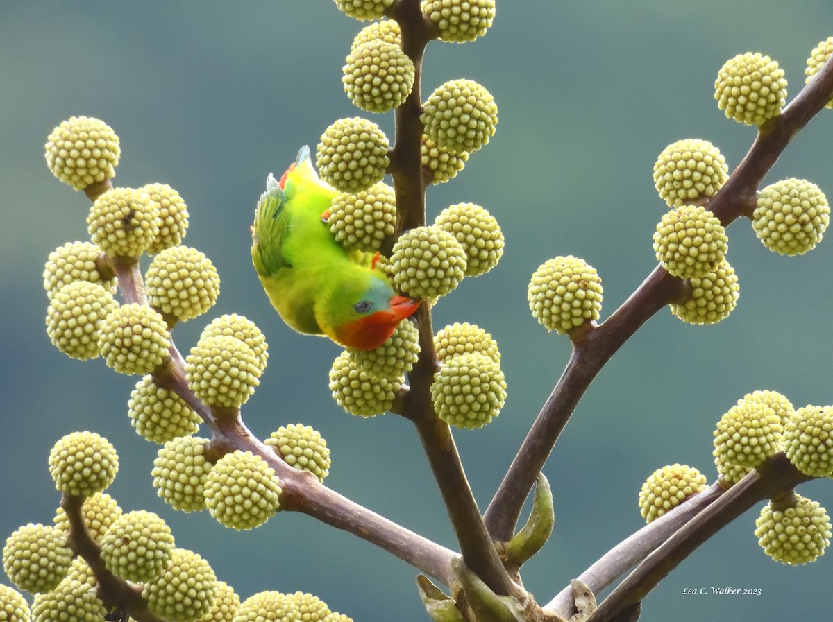 Philippine Hanging-Parrot - ML592945511