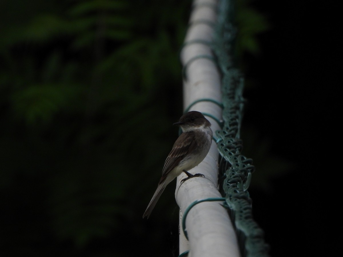 Eastern Phoebe - Amy B