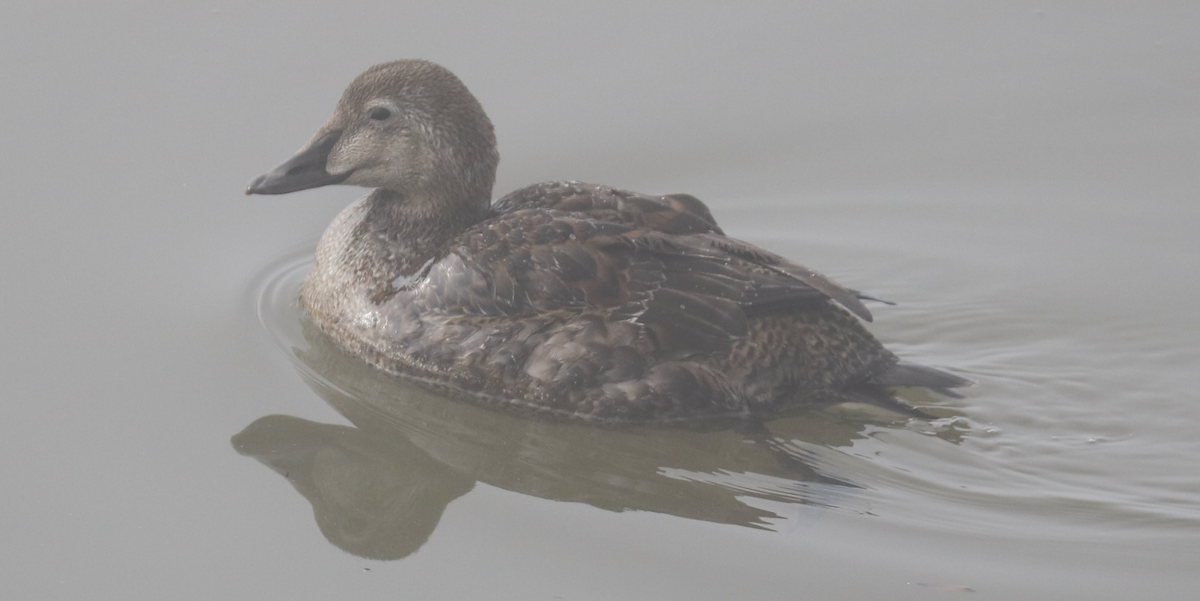 King Eider - ML592947281