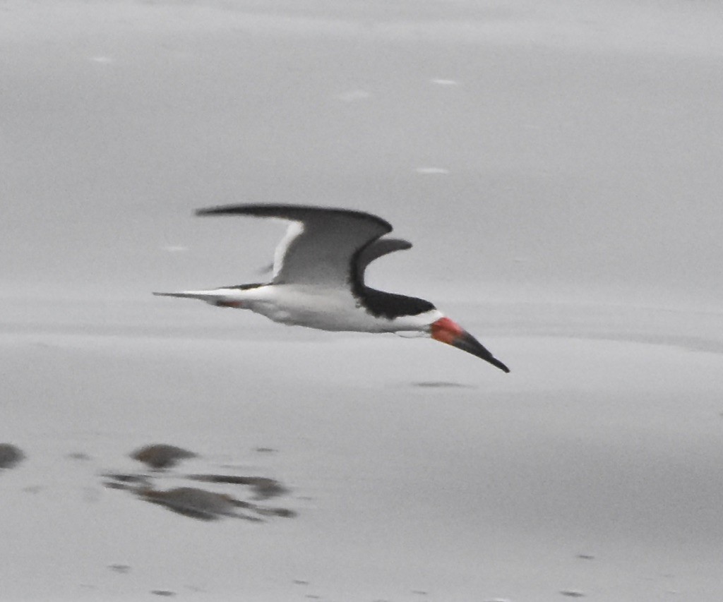 Black Skimmer - ML592947951