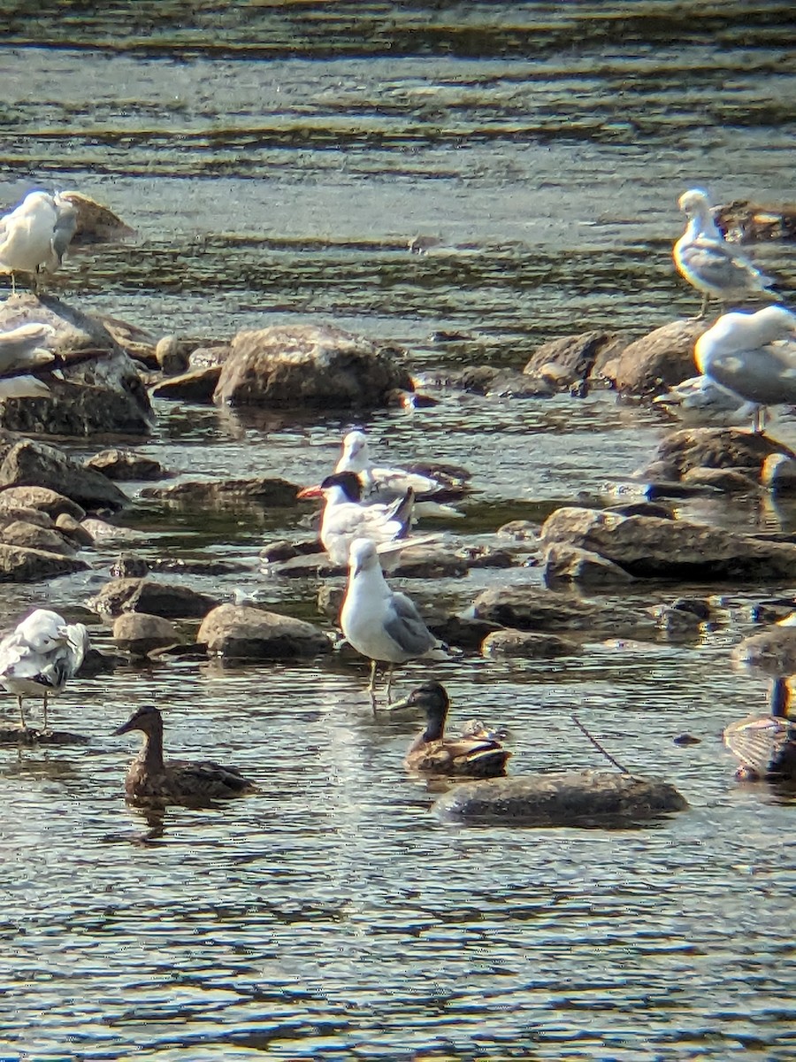 Caspian Tern - ML592947961