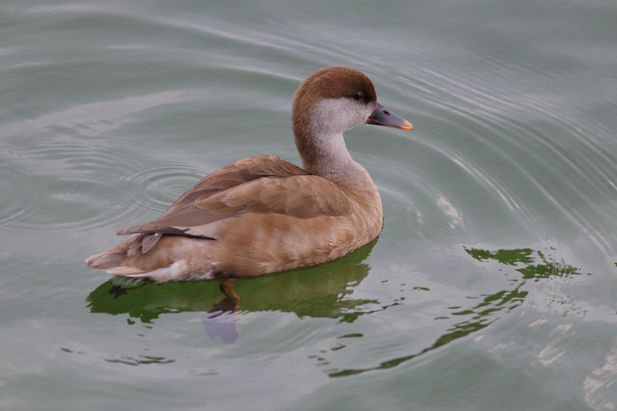Red-crested Pochard - ML592949491