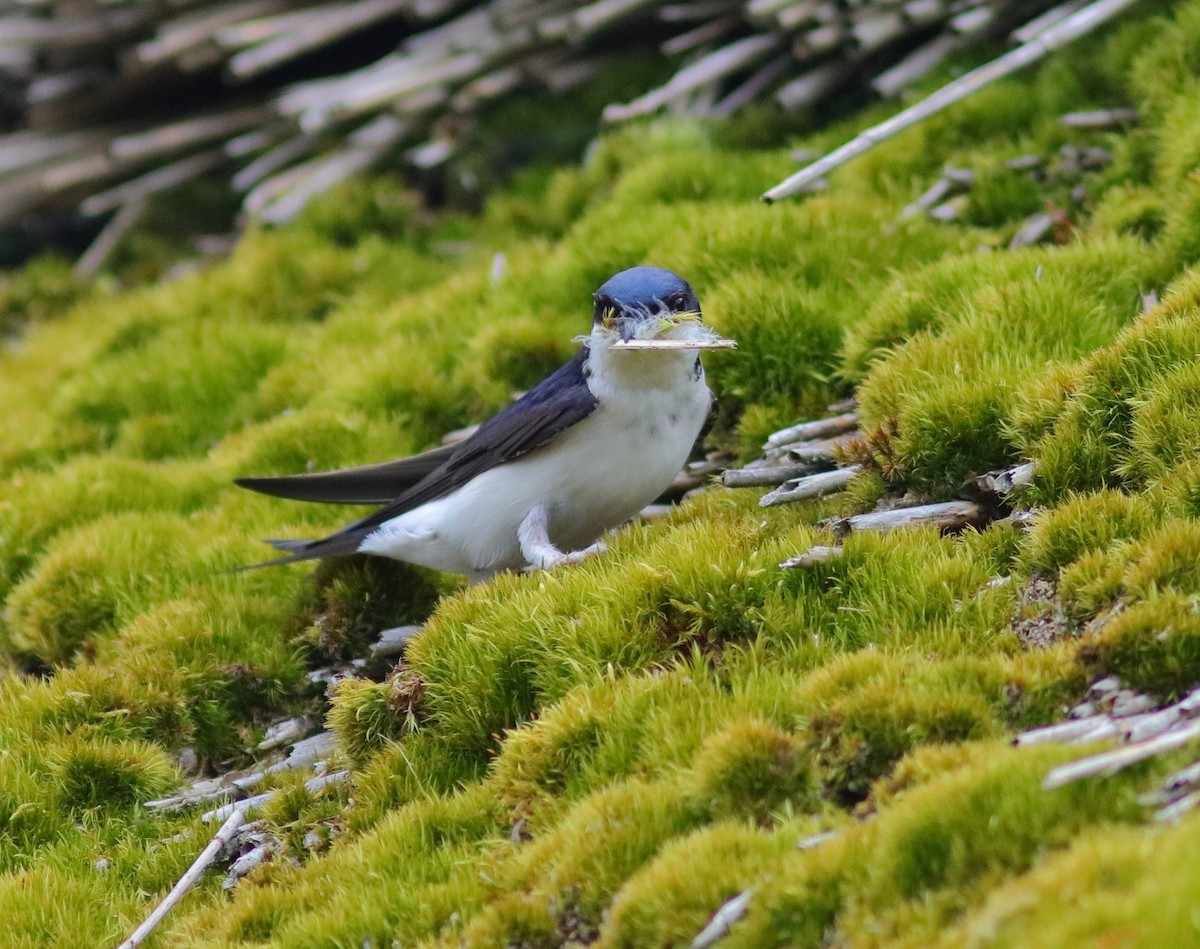 Western House-Martin - ML592950071