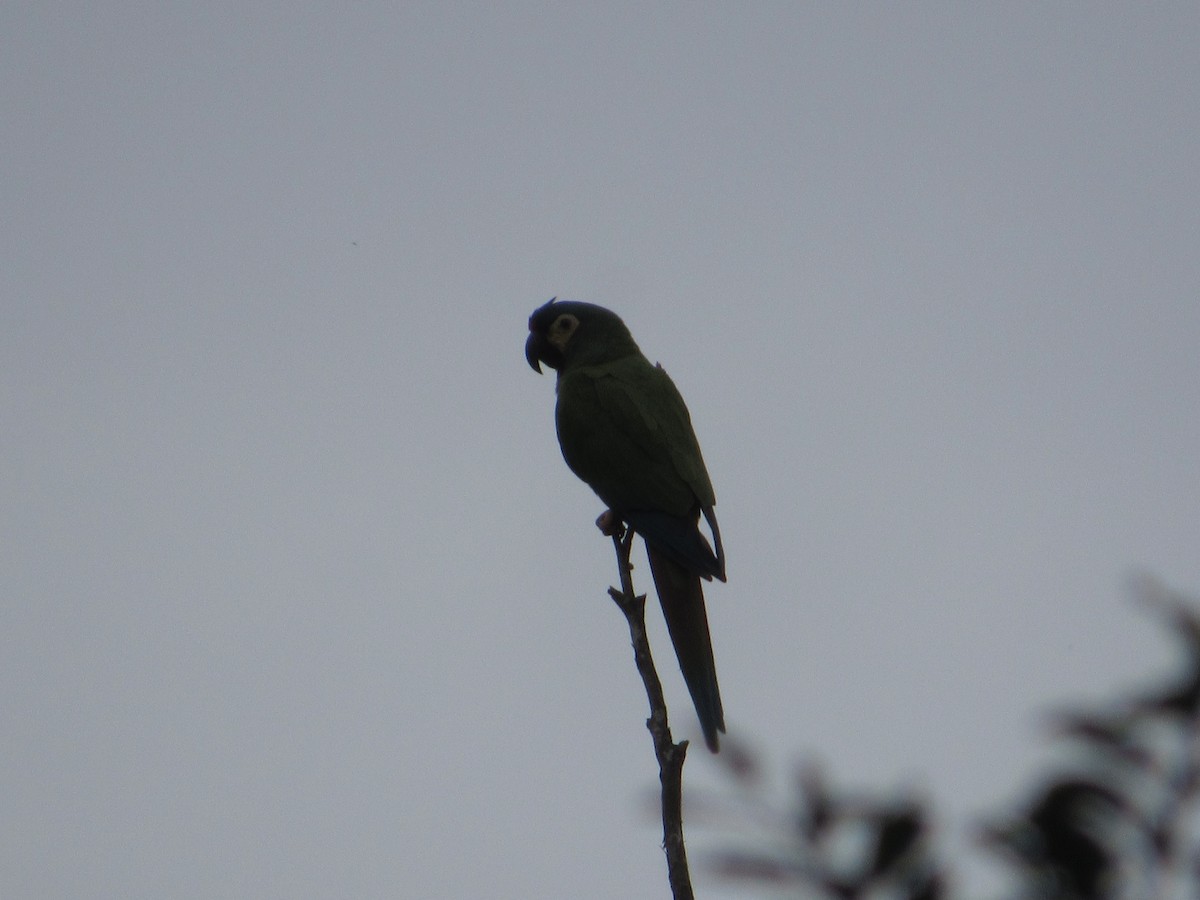 Guacamayo Maracaná - ML592951281