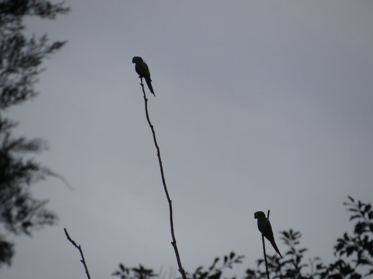 Blue-winged Macaw - ML592951291