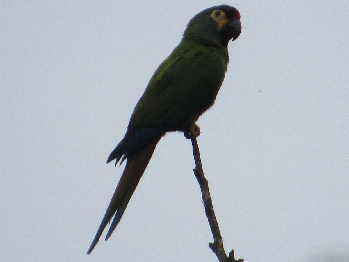 Blue-winged Macaw - ML592951301