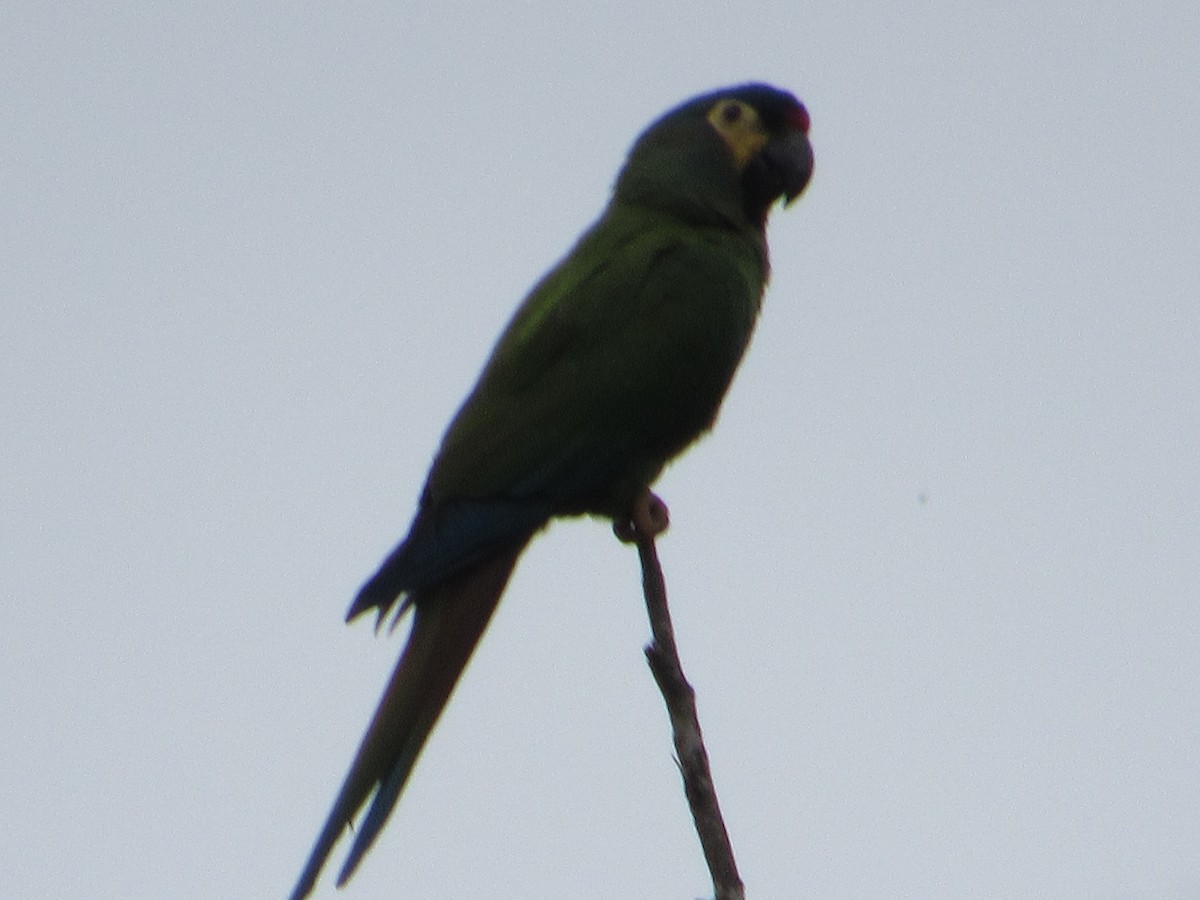 Blue-winged Macaw - ML592951311