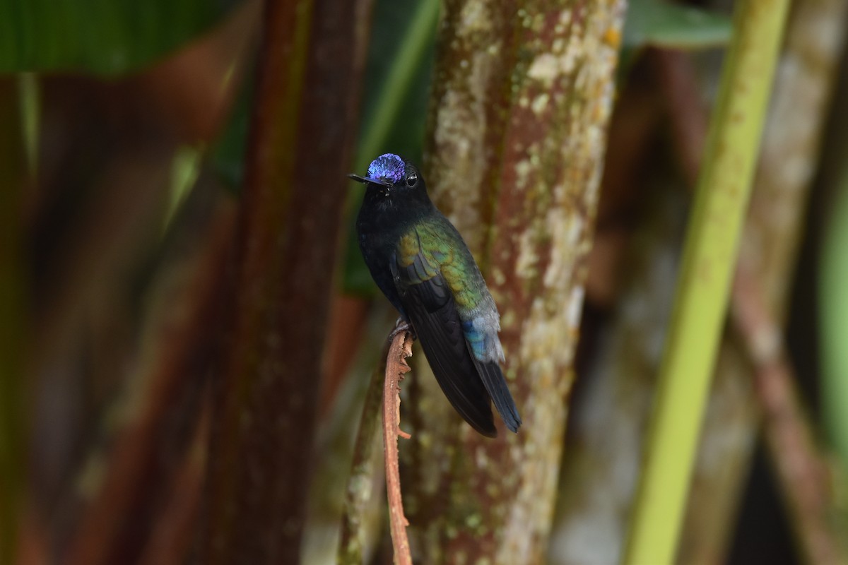 kolibřík modročelý - ML592952781