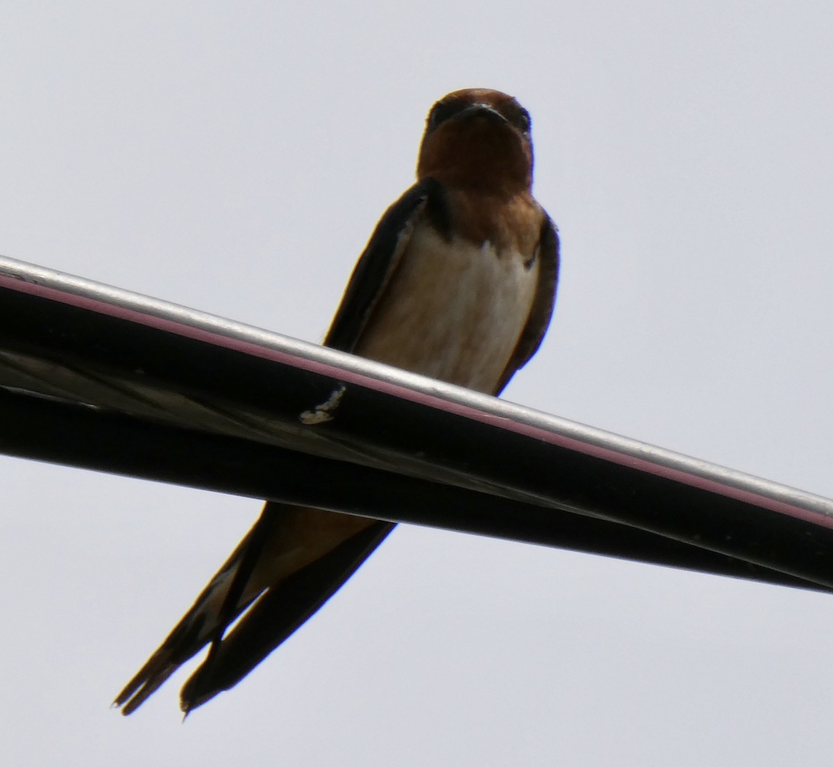 Barn Swallow - ML592953211