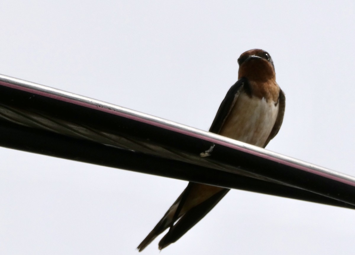 Barn Swallow - ML592953221