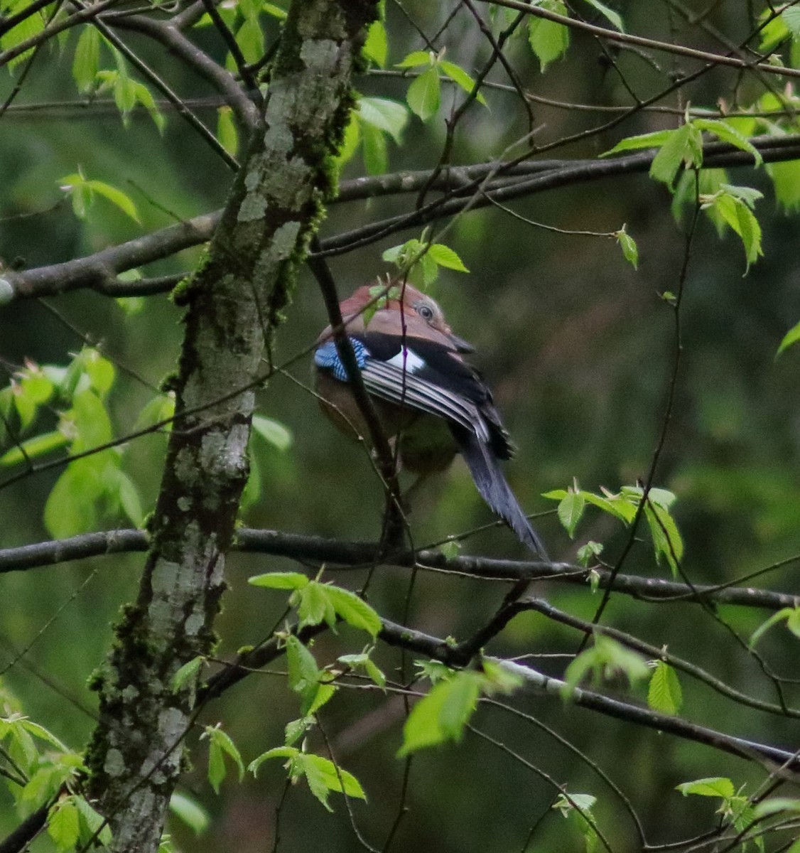 Eurasian Jay - ML592954171