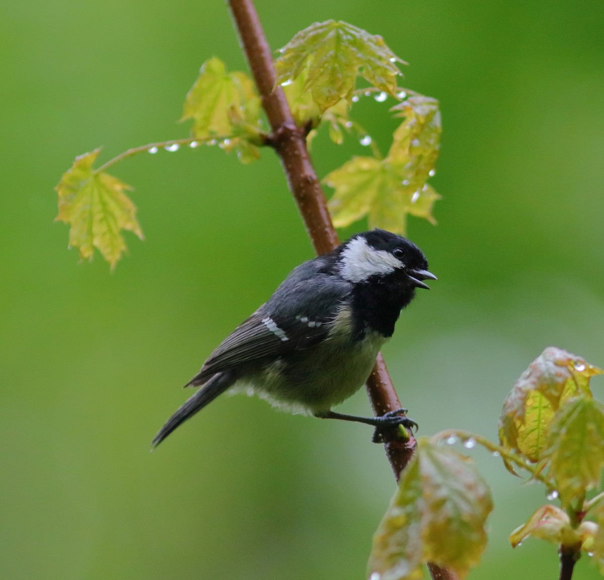 Coal Tit - ML592954191