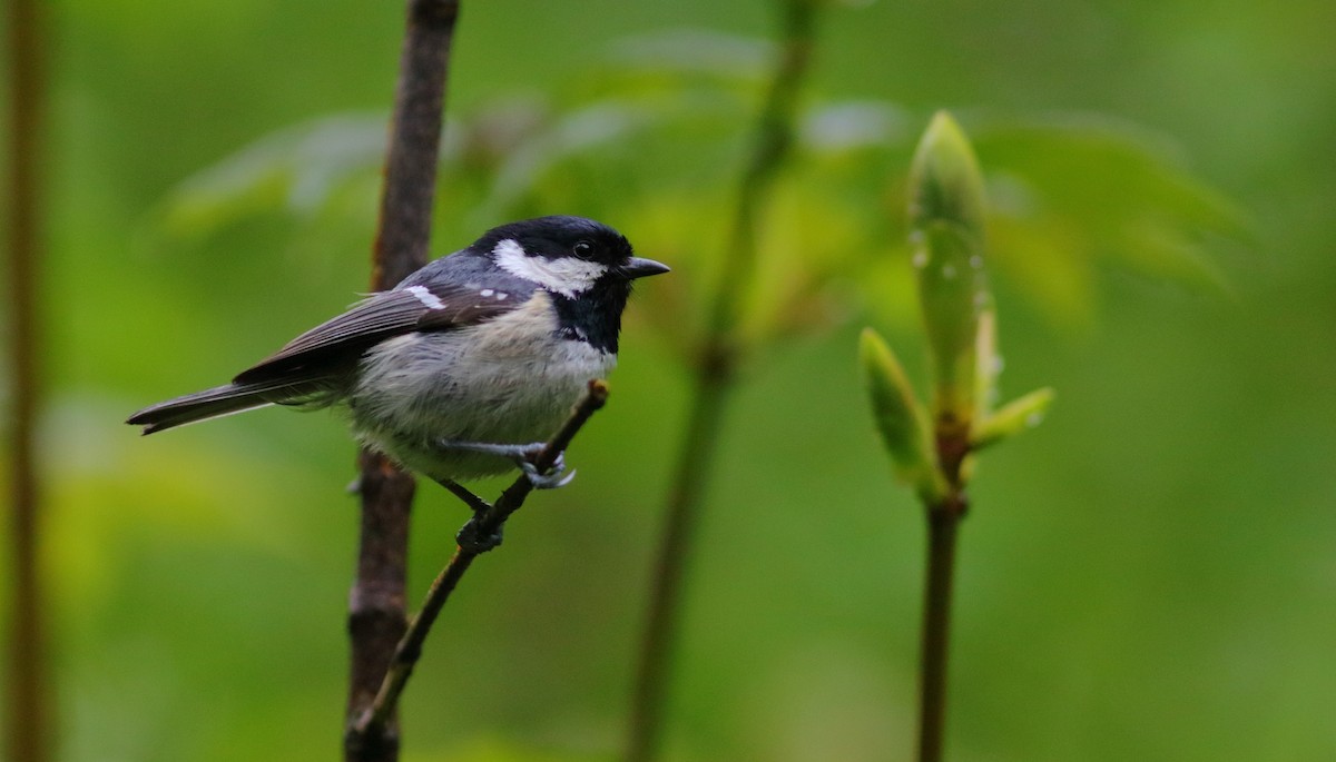 Coal Tit - ML592954201