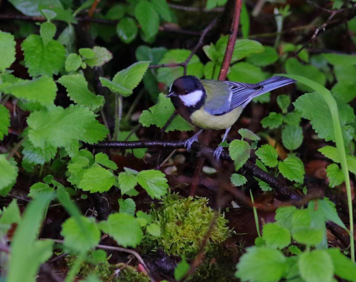 Great Tit - ML592954281