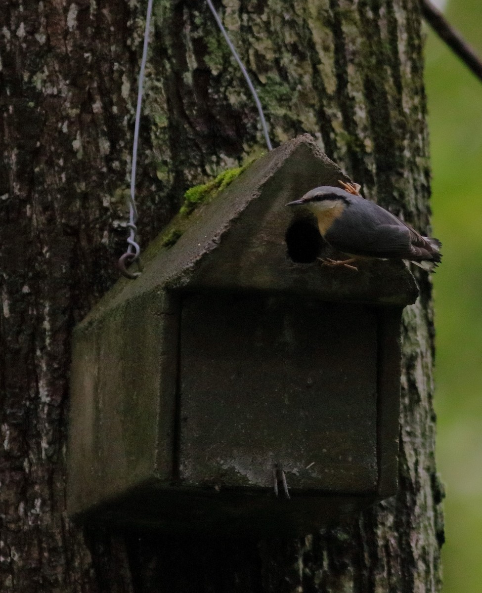 Eurasian Nuthatch - ML592954311